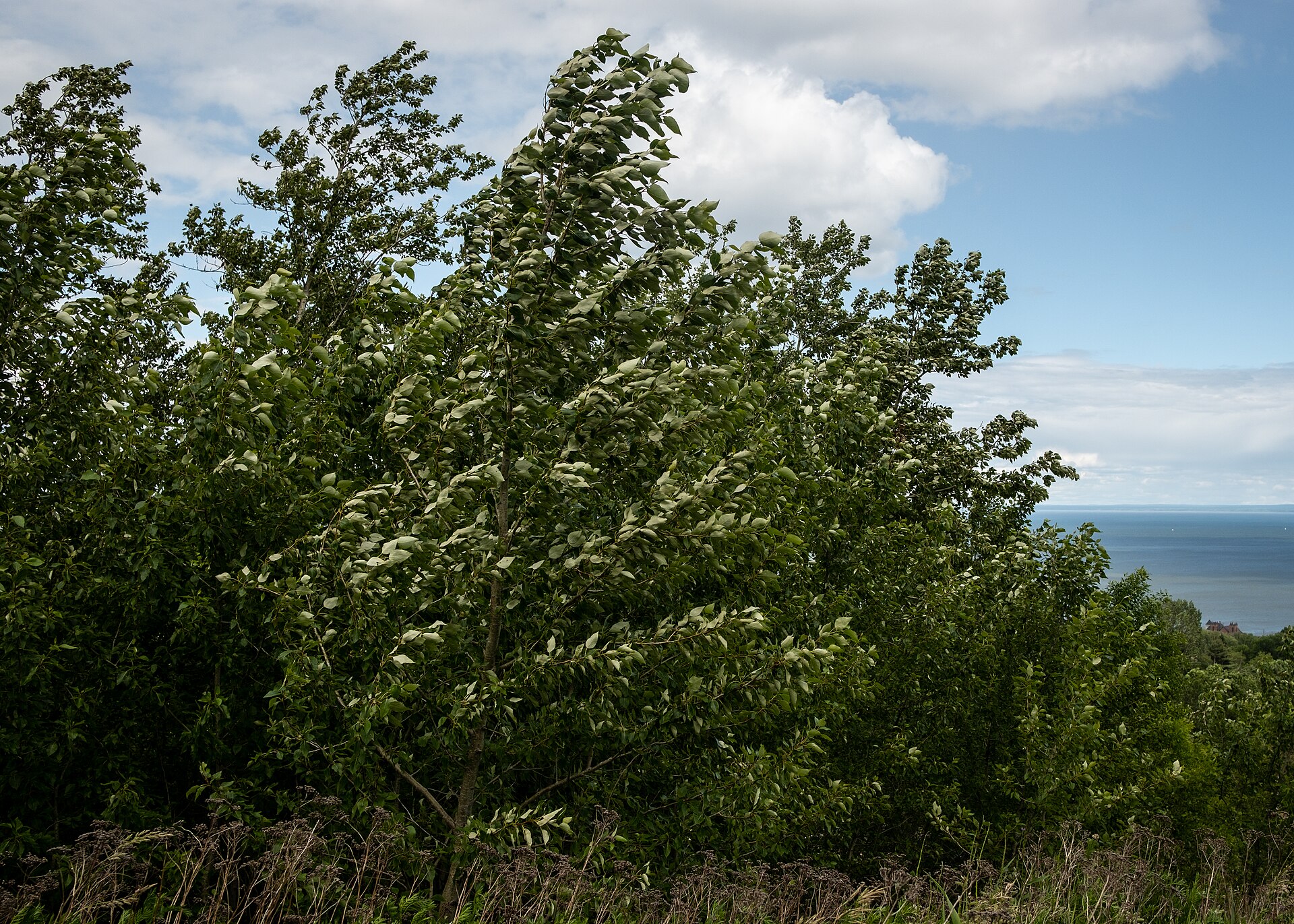 Wind moving through summer treetops on the Duluth hillside with the Lake Superior horizon visible past the trees