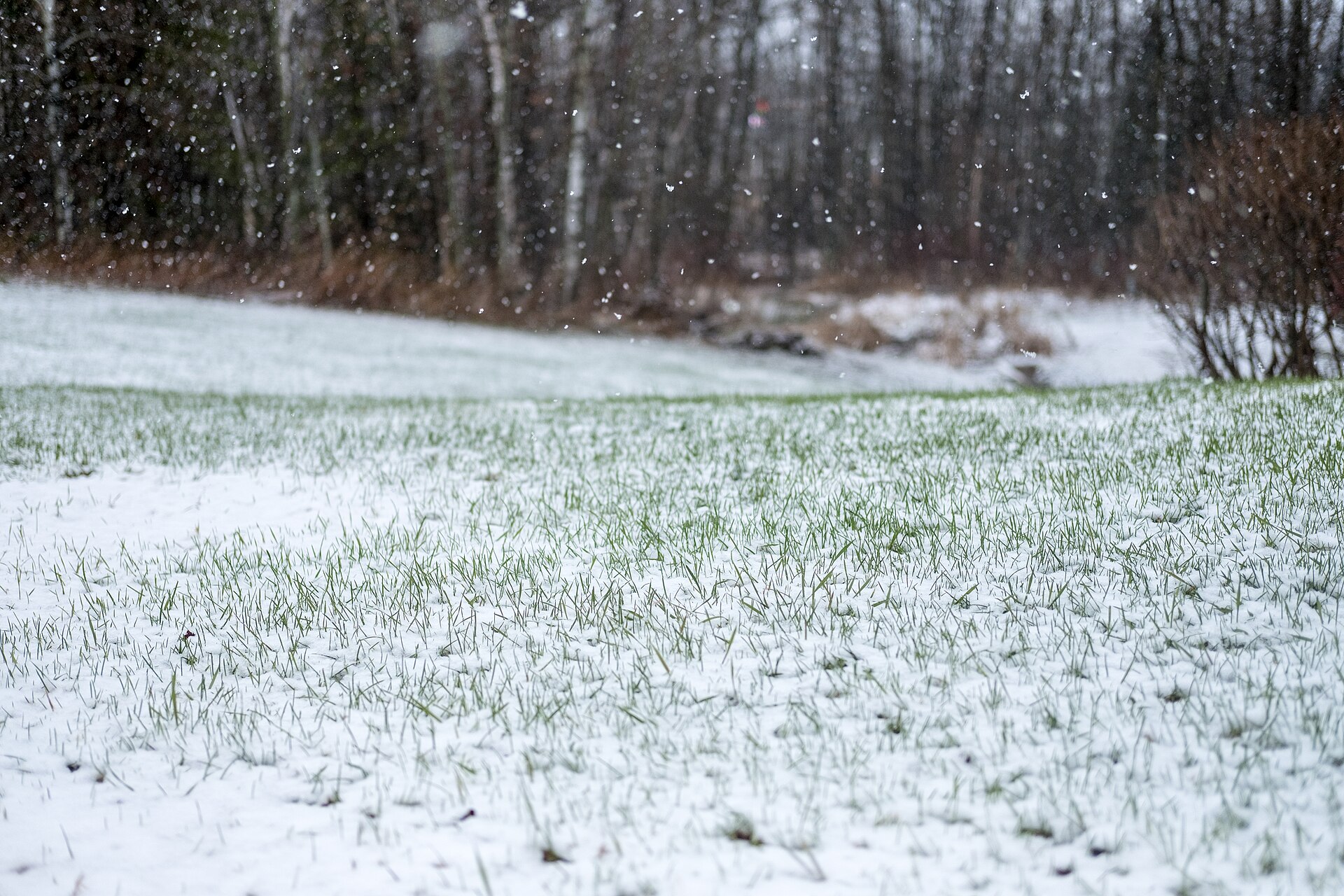 Wet spring snow falling on a level grass clearing backed by bare birch woods in Hermantown, Minnesota