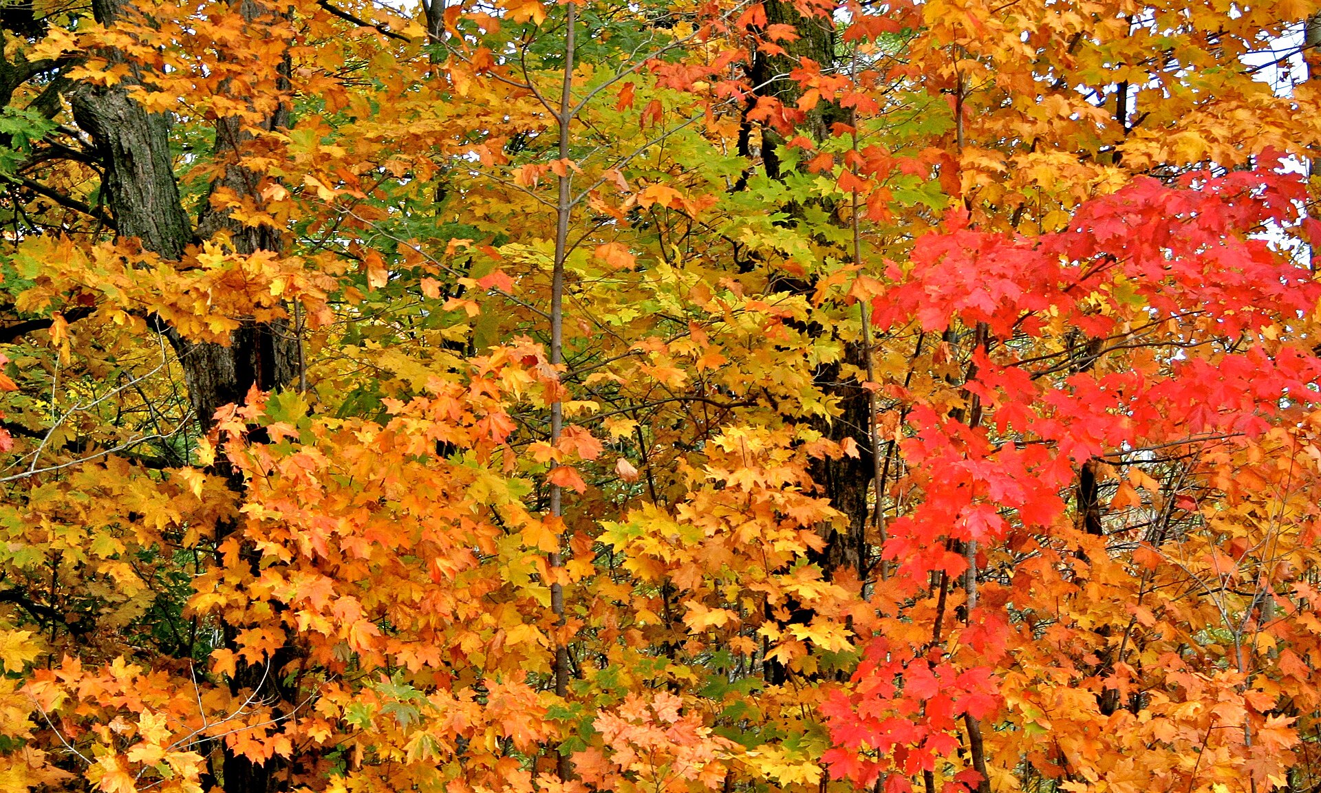 A dense canopy of maple leaves turning gold, orange and scarlet in the Kenwood area of Duluth